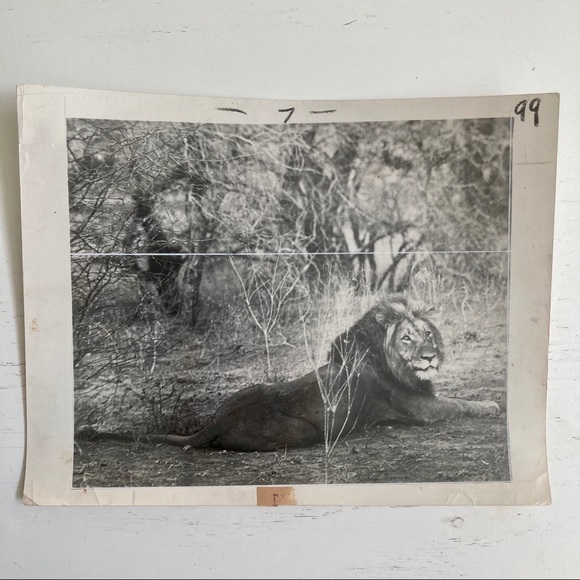 Lot of 5 Vintage Nature Magazine Press Photos 1927 - Picture 6 of 11